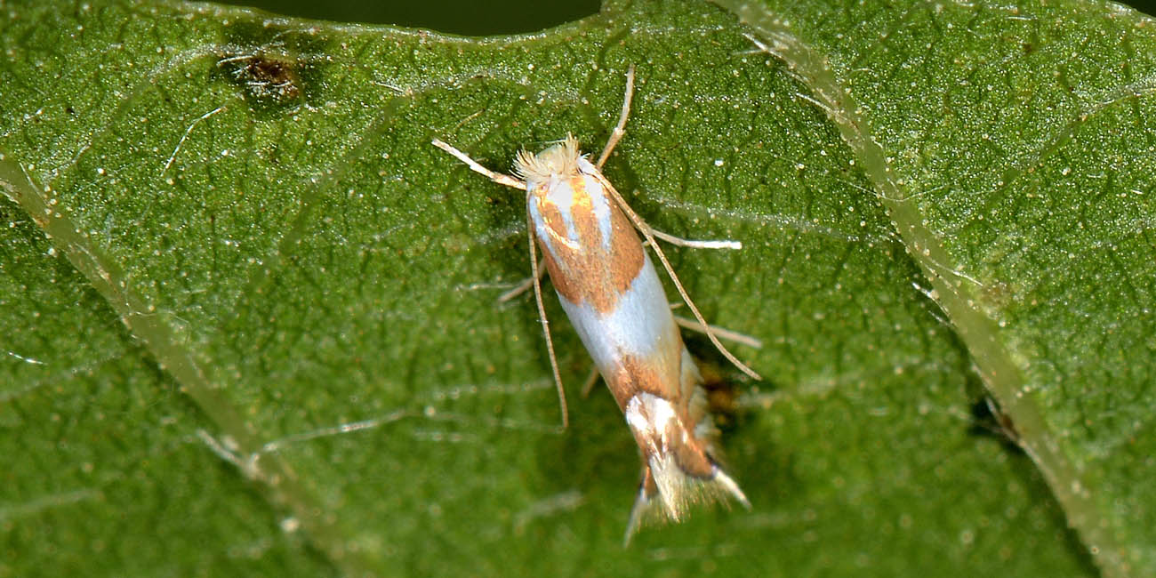 Gracillariidae: Phyllonorycter roboris? S